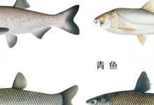 鲤鱼的苦衷，南方人“嫌弃”，北方高价！同一种鱼，差异如此大？