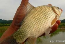 如何有效钓到大板鲫？有针对性不一定有效率，水到渠成才能钓过瘾