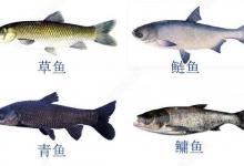 四大家鱼的来历与钓法