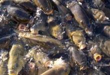 又一中国物种“称霸”了欧洲水域，泛滥成灾的原因尽是因为“丑”