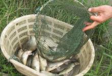 鲫鱼的“无奈”，强如白条的繁殖能力，却因美味而被不断猎取！