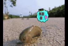 奇鱼过山鲫，会上岸走路，也会攀爬上树，居然会被水淹死的鱼？