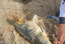 钓鱼钓到不认识的鱼，皮肤光滑通体无鳞，长像酷似鲤鱼！它叫镜鲤