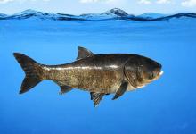 不是珍稀鱼种，但它却是首位严禁垂钓的鱼，鲢鳙的地位这么高？