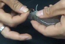 沿海地区特色水域——咸淡水水域！浅谈咸淡水水域的作钓！