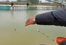 初涉黑坑钓法，不知道我这样的体验，能不能给准备入坑的朋友启发