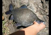 鳊鱼能长多大？钓友：我钓的10斤排不到第一，最大的那条颠覆认知