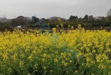 春季钓鲫鱼，浅水真的效果好？我觉得分3种情况