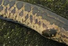 两条黑鱼的“威力”，仅18年就占领美国20%水域，本土鱼种的末日