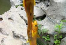 因为长得像，而被人误认为是同一种鱼，到底该如何区分它们两？