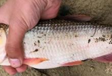 五彩斑斓“桃花鱼”，能在当今这个环境生存下来，确实实属不易！