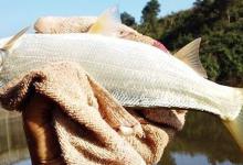 野钓水下“坦克”之称的黄尾鲴！合理运用让你不再是锚钓为主！