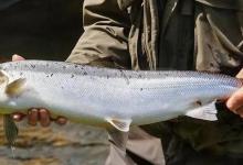 “悲壮”的洄游闯关路，重重关卡难阻挡大马哈鲑的回家产子心！