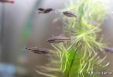 “爬地虎”的两极鱼生，钓鱼人对它恨之入骨，吃货却不惜重金去买