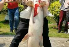 男子钓获76斤大鱼，路人劝放生，钓鱼人表示，放葱姜蒜也不能放生