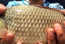 春季钓鱼饵料味型如何选？根据3点，不怕鲫鱼不吃钩