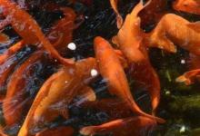 城里人估计很少有人认识田鱼吧，认识的基本只有种水稻的农村！