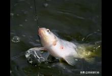 钓鱼过程中，这些情况你是否遇到过？那么遇到后你有做过改变吗？