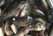 罗非鱼的南方“肆虐”之旅，如果没有这个缺点，它终将会泛滥全国