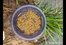 垂钓前，如何判断使用偏香还是偏腥的饵料