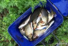 野钓大鲫鱼，3种最强民间钓法，鲫鱼越钓越多