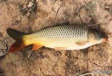 想要钓好鱼，你有尝试过制作窝饵“秘方”吗？反正，我捣鼓过很多