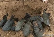 这些属于外来鱼种，有些因观赏流入自然水域，时刻威胁着本土鱼种