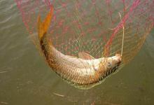 夏季钓鲤鱼没口的原因