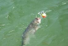 夏季钓鲢鳙钓多深