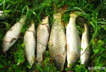 夏季野钓选深水？遇上这4种情况，鱼群都在浅水