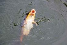 几月份钓鲤鱼最好