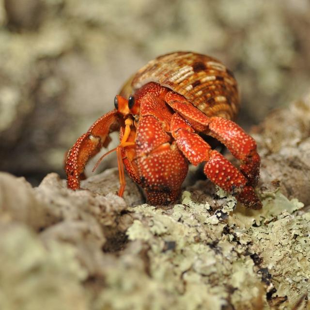 宠物寄居蟹怎么养?入门饲养指南!_观赏鱼_爱钓鱼