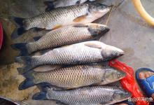 浮钓草鱼，3种钓法简单好用，最后这个是“万能”钓法