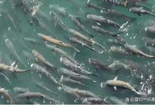 葛洲坝下鱤鱼、鲢鳙聚集水面游弋，为啥江豚不来捕食？怕鱤鱼吗？
