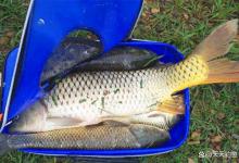 夏季野钓，避开这3种天气，多高明的技术鱼也不咬钩