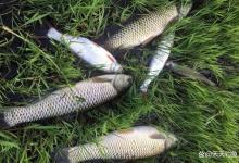 夏季野钓，高温天气鱼浮头，应该如何钓水皮？