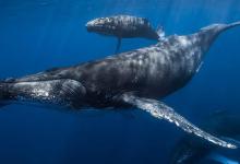 鲸鱼的寿命有多长？俗话说“一鲸落，万物生”是怎样盛大的景象？