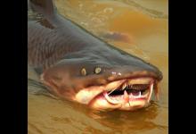 黄河钓鱼故事：钓获一条神秘鲶鱼，没想到它是龙王的宠物