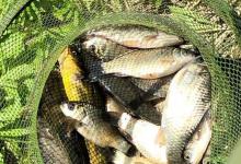 初夏野钓大鲫鱼，不可错过这几个钓点