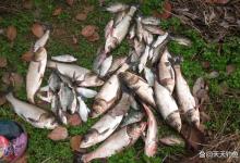 野钓大鲢鳙，除了用“水怪”，还有这种钓法