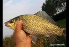 午时鱼真的难钓吗？没口就收竿，很多钓友错过了一波大鲫鱼的行情