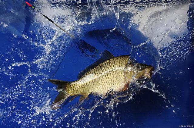 野钓鲤鱼不空军,这几个小技巧被看_钓鱼知识_爱钓鱼