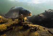 夏季钓鱼必知：巧用腥味饵料，让你的钓鱼技能更上一层楼！