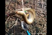 安徽男子钓起一条“蛇形鱼”，以为赔了副鱼钩，谁知赚大了！