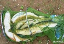 用“素饵之王”钓大鱼，好用的3种调漂方法，看漂不累中鱼率翻倍