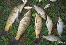 夏季野钓，鱼口好的天气有7种，4种雨天、3种刮风天