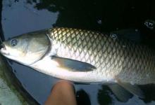 垂钓草鱼技巧，打窝