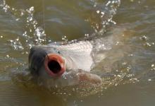 不要再错了！夏季湖库钓鱼，气压高过1004百帕反而鱼口少