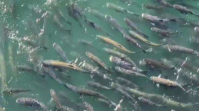 长江鳡鱼泛滥成灾，十几斤大草鱼躲进浅滩逃难，网友：该除害了！_鱼类百科_爱钓鱼