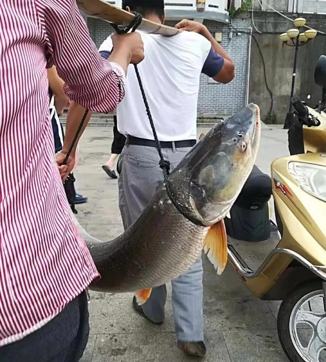 长江鳡鱼泛滥成灾,十几斤大草鱼躲进浅滩逃难,网友:该除害了!